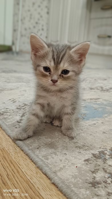 Отдам котят бесплатно