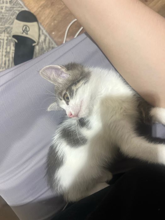Срочно отдам котенка
