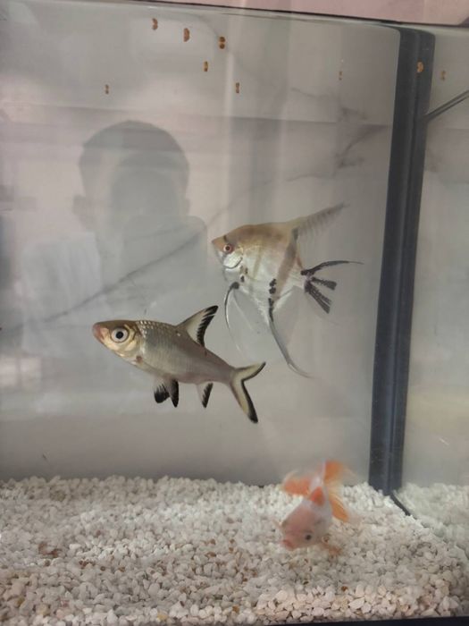 Aranda skalariy Baliqlari sotiladi