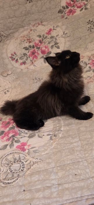 Motanel Maine Coon XXL