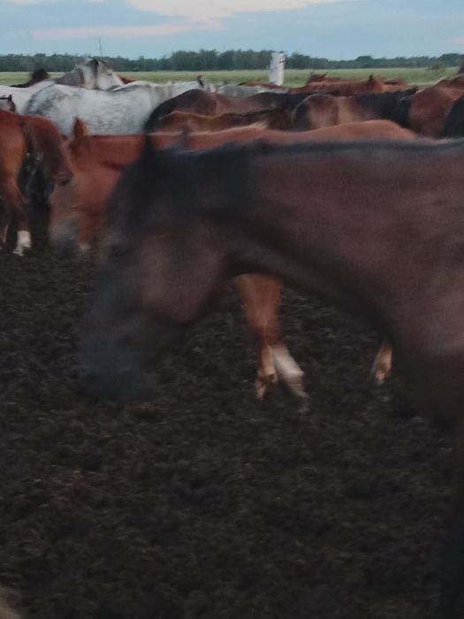 Продам кобылу или обменяю.