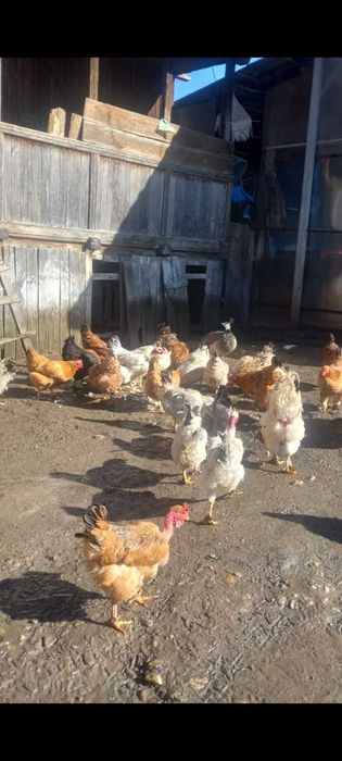 Vând găini,curcani de stat și românești!