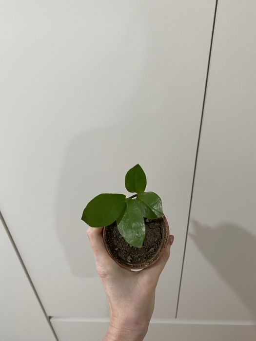 Продам замиокулькас