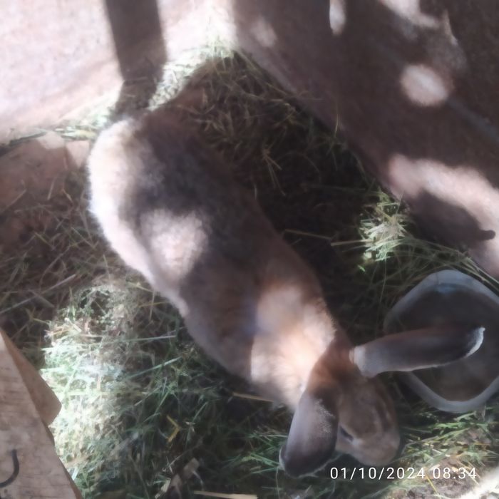 Quyonlar sotiladi zotli