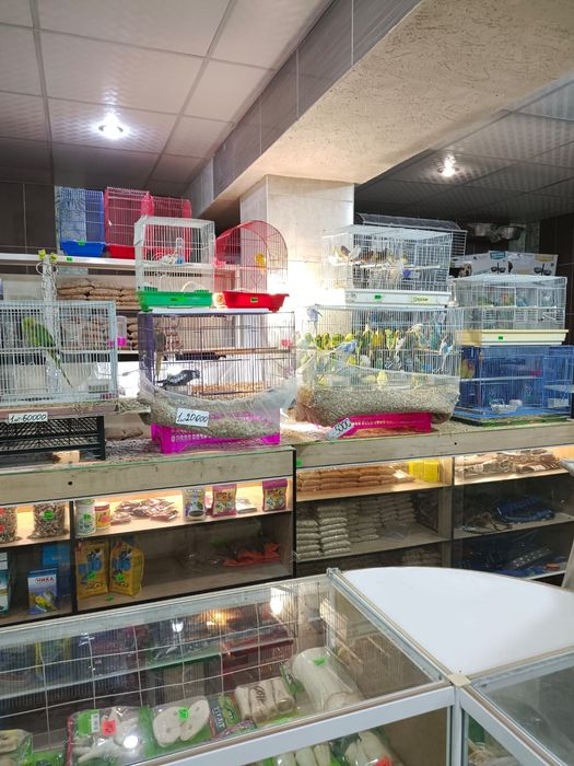 Канарейки девочки