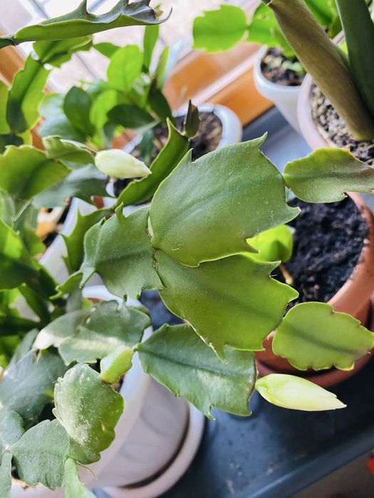 Продам 3 горшка с декабристом!