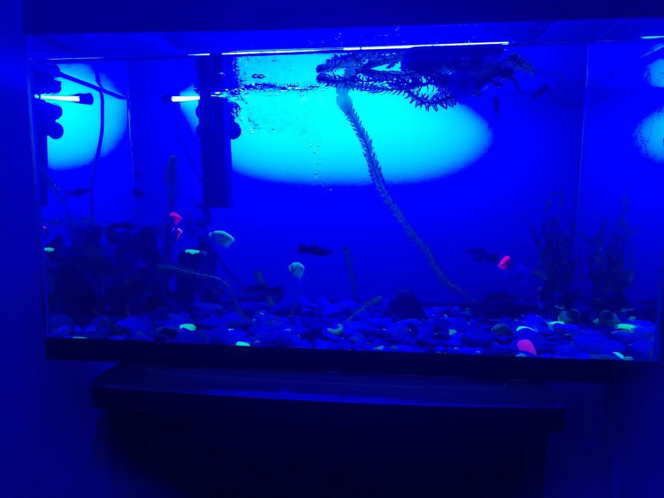 Аквариум с рыбками