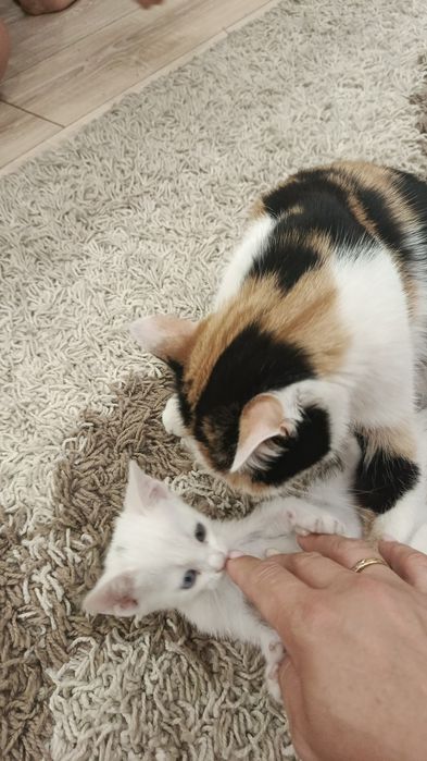 Белое счастье в дом