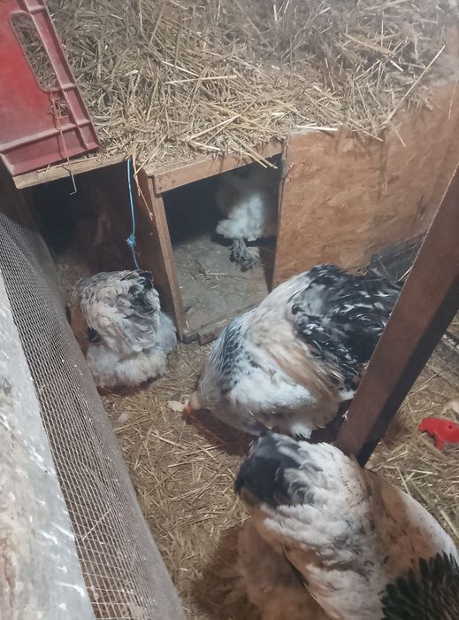 Brahma HD de vânzare