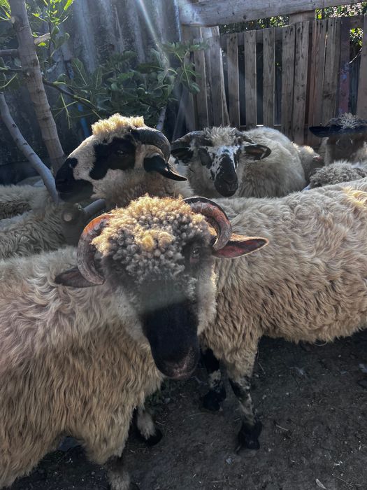 Vand miei  pretul este pe kg sau la bucata