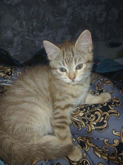 Киз мушук боласи сотилади