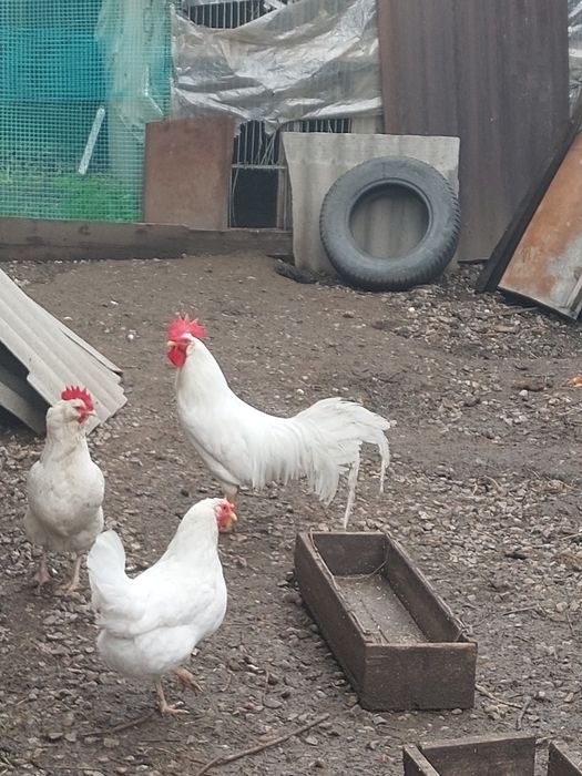 Инкубационное яйцо несушки!