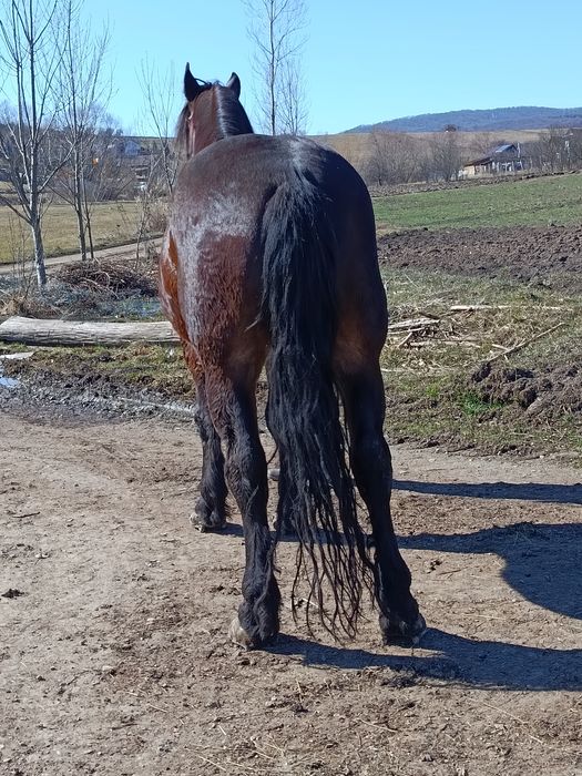 Vând cal de 5 ani cu acte