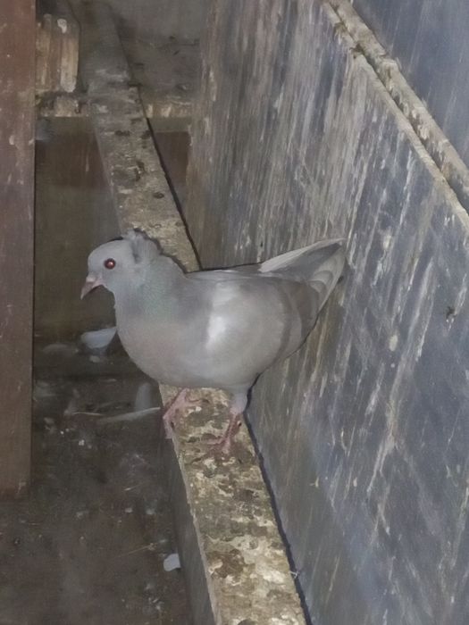 Продам голубей молодеж