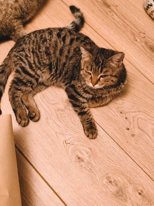 Отдам котика в добрые руки