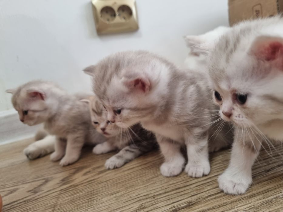 Котята породистые