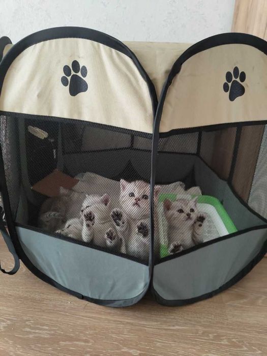 Mushuklar uchun katta uylar yopiladigan palatka для кошек и котят