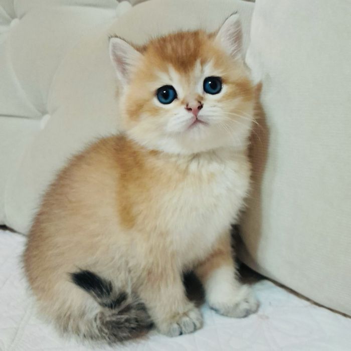 Продается чистокровная британка девочка ny12 золотая шиншилла