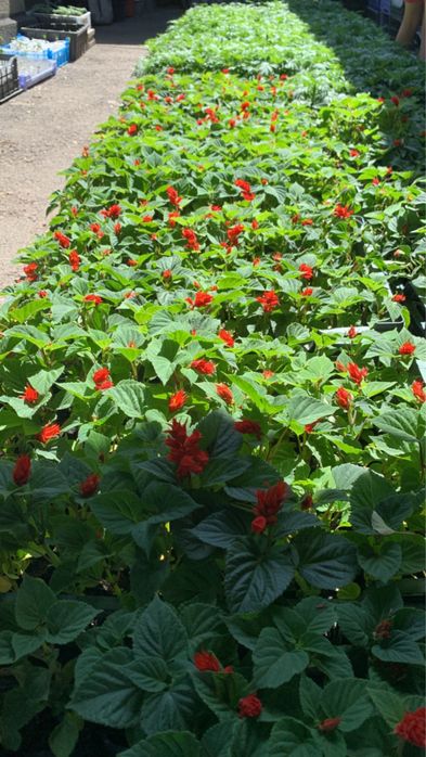 Рассада петунья , бархатцы и тд