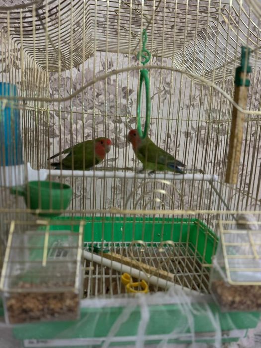 Не разлучайка попугай