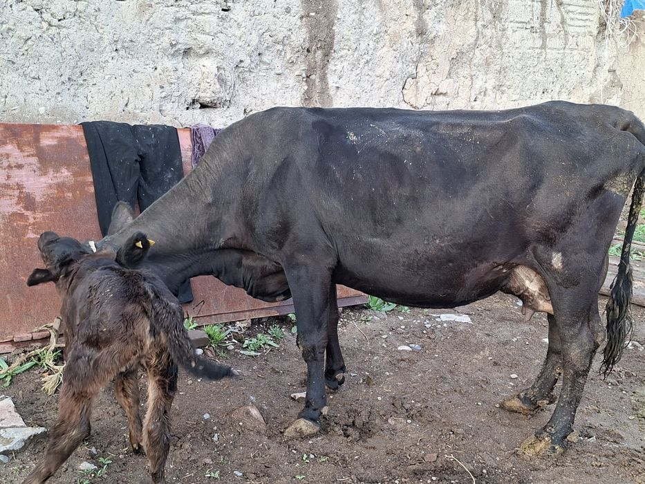 Сауынды сиыр сатылады