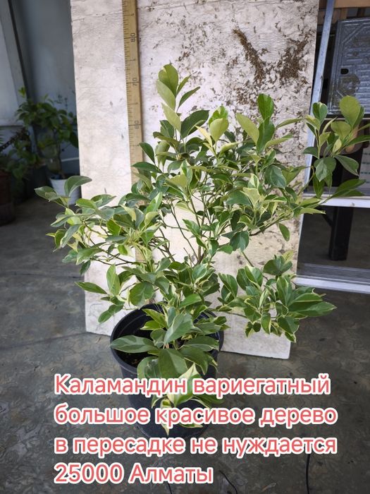 Комнатные цветы и садовые