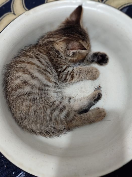 Домашний Котят, раздаю бесплатно