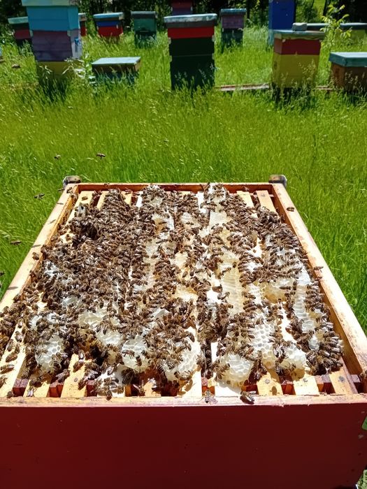 Miere polifloră si rapiță direct de la producător