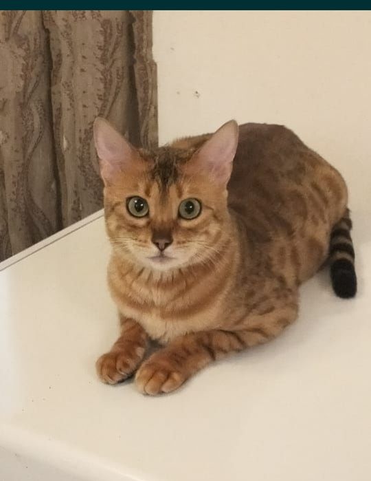 Бенгальская кошка молодая