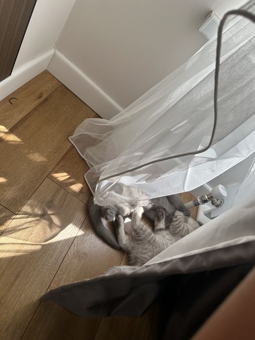 Котята британские