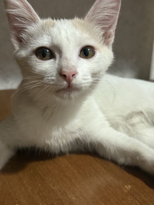 Котенок бесплатно, домашний