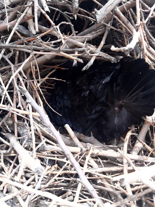 Курки , kurki ,Наседка макёнлар сотилади