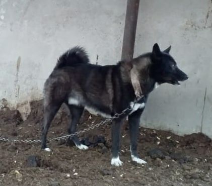 Вязка / Лайка ВСЛ