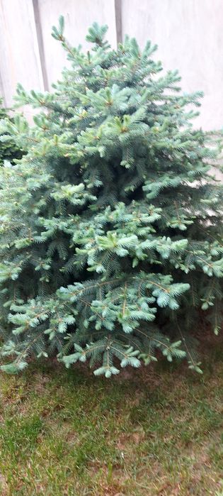 Арча  жуда чиройли буй 1м 50см  1м 70см. 2та