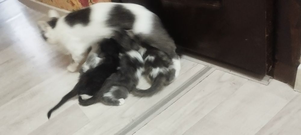 Отдам даром даром катят