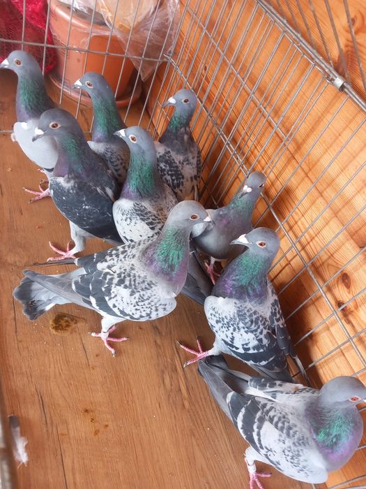 Vand Porumbei voiajori