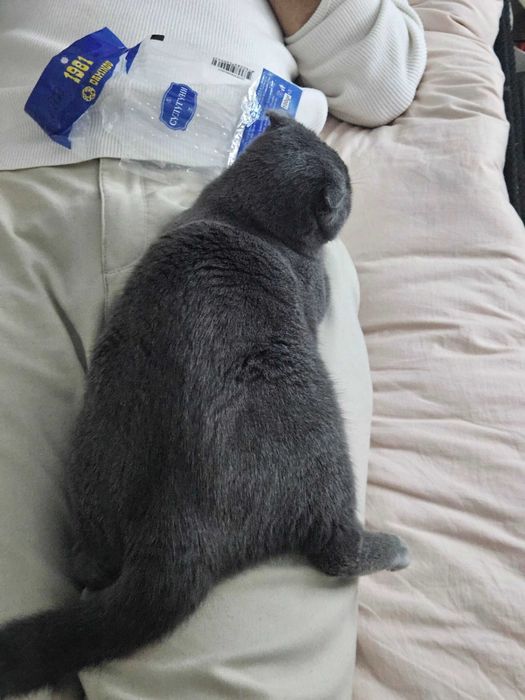 Scottish Fold mushukcha, emlangan, pasporti bor, Lotok 5+