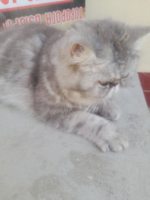 Кошка персинское
