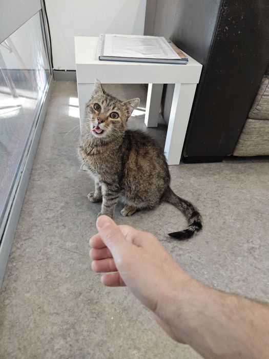 Гушко търси дом от девет месеца.