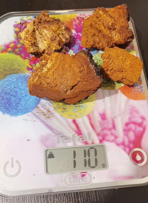 Chaga - Inonotus obliquus