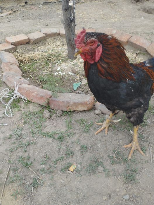 Питух в харошем состойани