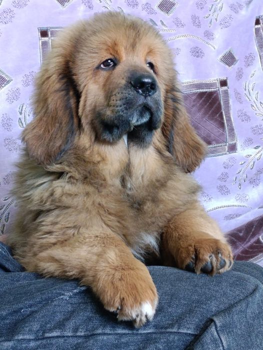 Щенки Тибетский Мастиф