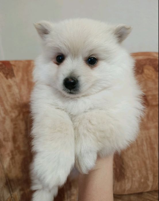 Среден немски шпиц