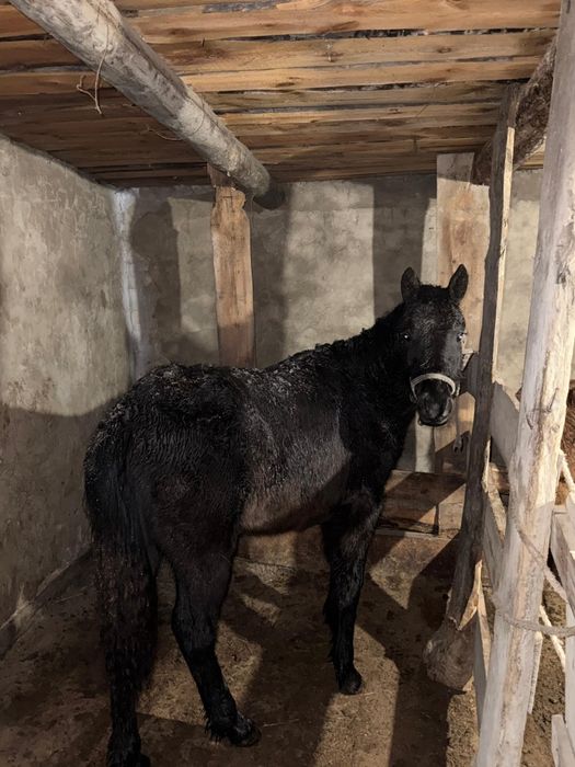 Ұрғашы Тай сатылады