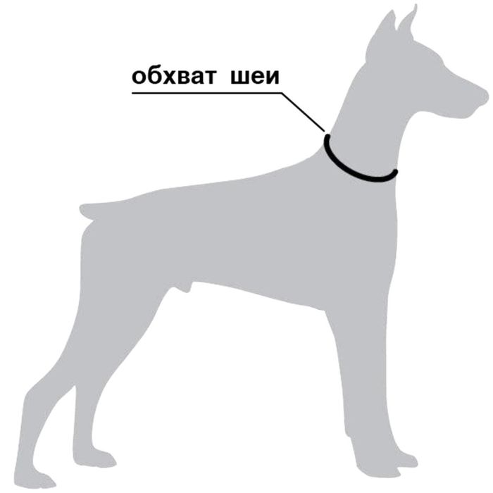 Обереги для собак