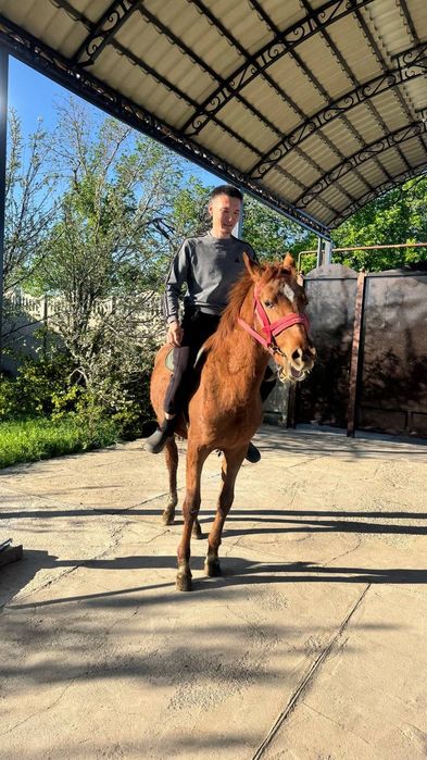 Продам лошадь  тай кунан