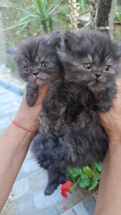 Персийски котенца.