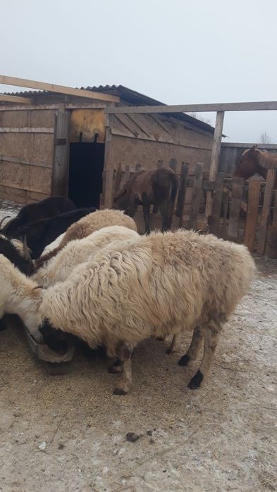 Семіз қошқар бар ауыстырам