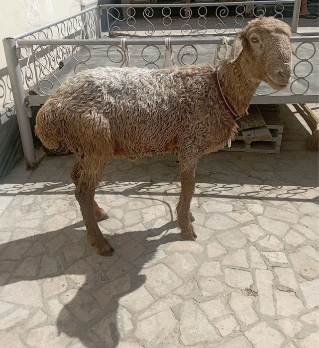 Qo’chqor sotiladi