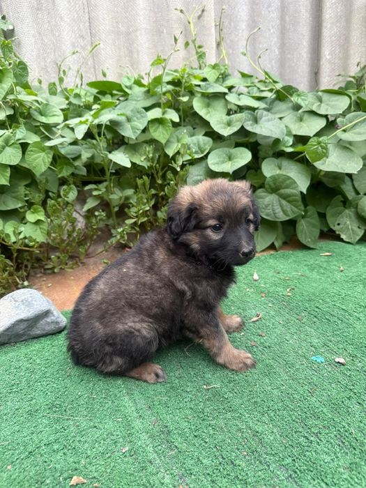 Отдам щенков в хорошие руки.